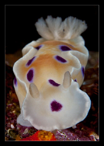 Ceratosoma Ingozi by Charles Wright 